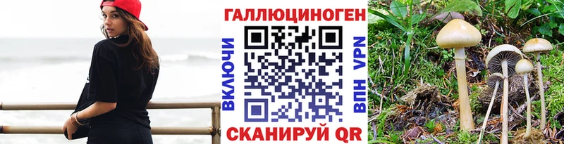 цена наркотик  Малаховка  Псилоцибиновые грибы Psilocybe 